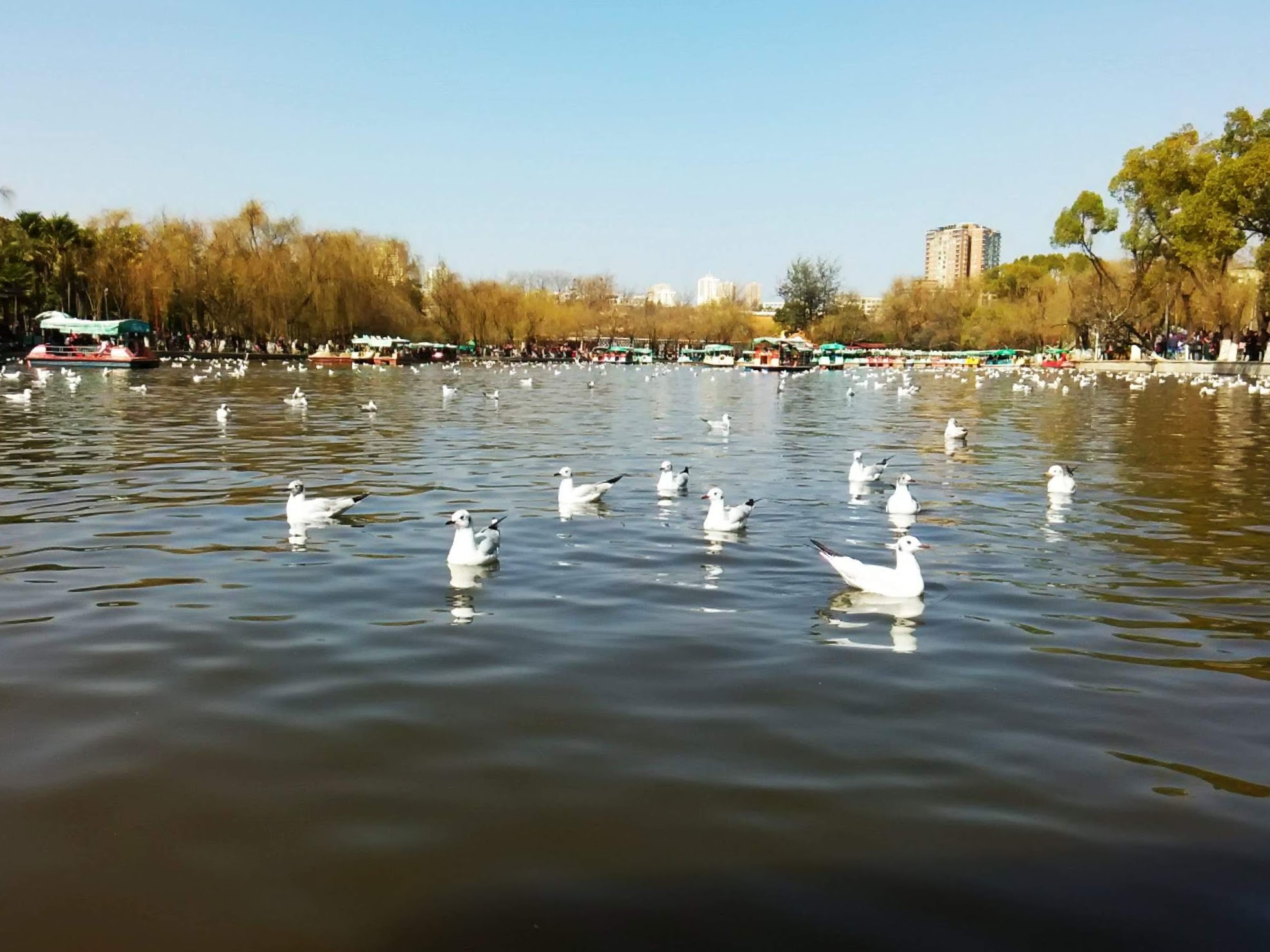 翠湖红嘴鸥