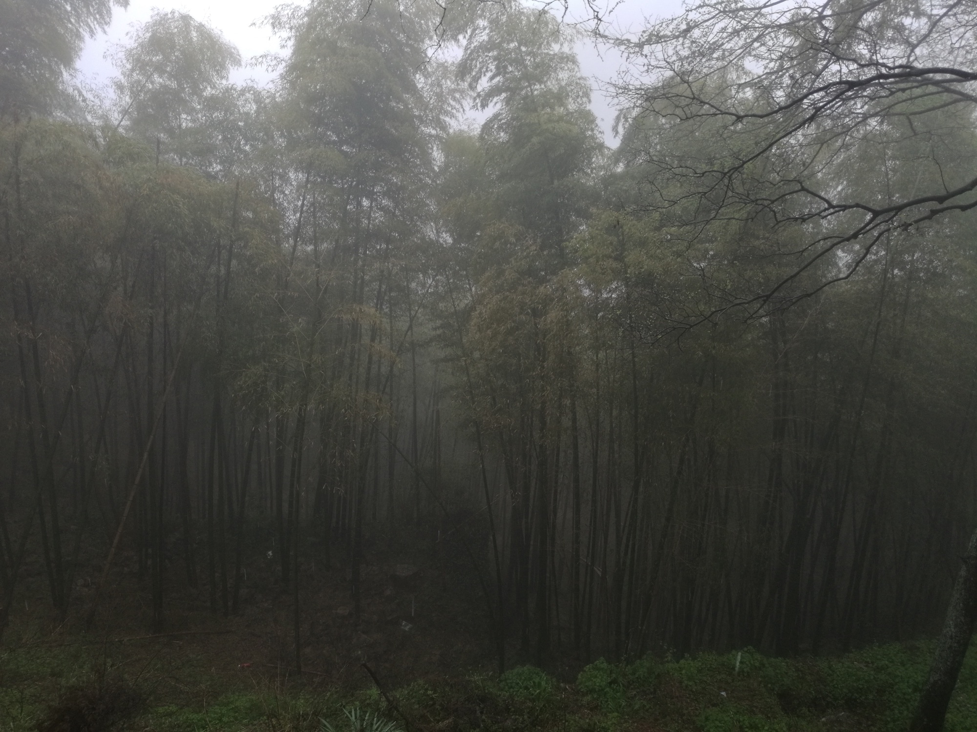 德清莫干山：剑池、竹林与山上别墅
